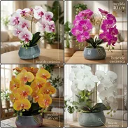 Orquídeas para decorar espacios del hogar (gu) - Img 57426283
