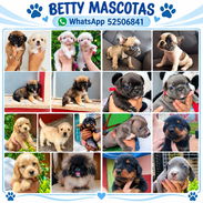 🐶❤️ BETTY MASCOTAS WHATSAPP 52506841 ❤️🐶 - Img 58193772