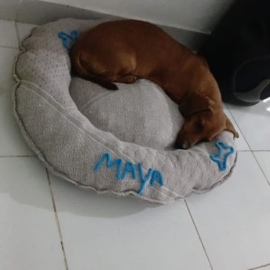 Productos para mascotas - 3/10