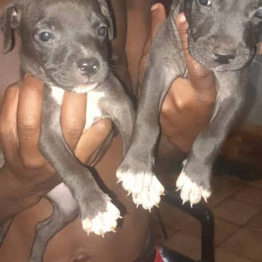 Pitbull y rotwailer - Img 123036000