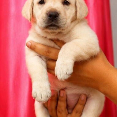 🐾💕 ¡HERMOSAS CACHORRITAS DE LABRADOR RETRIEVER BETTY MASCOTAS WHAT'SAPP 52506841! 💕🐾 - Img 123504991