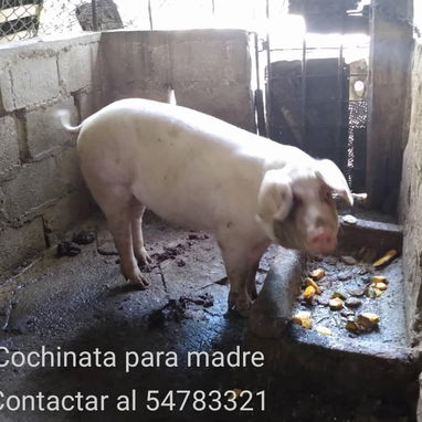 Puercos a la venta en Bahía Honda - Img 125618942