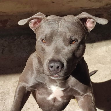 Cachorros de Pitbull Azul legítimos - 4/4