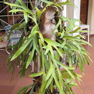 Platicerios y plantas ornamentales (combo) - Img 55823694