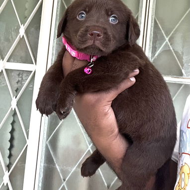 😍 HERMOSOS CACHORROS LABRADOR RETRIEVER 😍 - Img 116890015