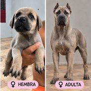 CACHORROS CANE CORSO CON PEDIGREE INTERNACIONAL.SOLO 2 HEMBRAS DISPONIBLES - Img 58108580