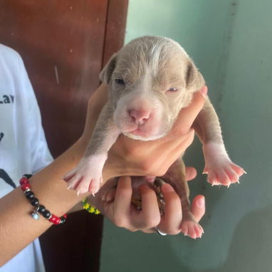 Pitbull - Img 123648792