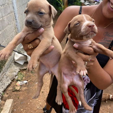 Venta de perros pitbull - Img 123386527
