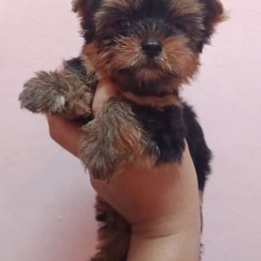 (((  YORKSHIRE TERRIER HEMBRAS CON PEDIGREE ORIGEN GARANTIZADO ))) - Img 125452594