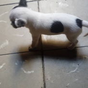 Contamos con cachorros.pitbul.pequine.pastor aleman.husky.chihuahua.rowailer.shitzu.labradorpastor belga nalinoe.golde - Img 56254243