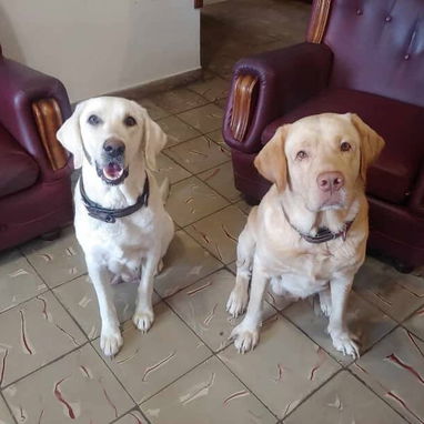 Leer hasta el final  Cachorros de labrador disponibles para su nuevo hogar el 25 de este mes Quedan solo 3 machitos Se e - 2/2