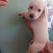Cachorro Labrador Retriver - Img 54782155
