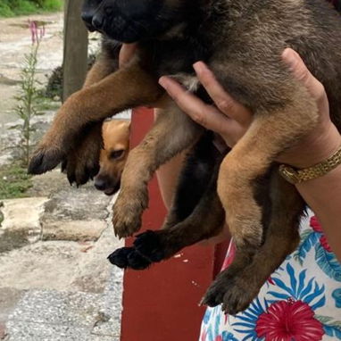 Todo lo que buscas en mascota está aquí solo llame al 53818081 pitbull , Chihuahua, pastor belga, bulldog francés,mucmás - Img 126033082