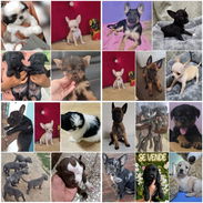 ((( VARIEDAD DE RAZAS CANINAS WHATSAPP 58746643 ))) - Img 56212595