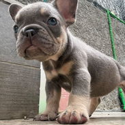 Frenchie - Img 56290912