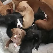 Chihuahuas .pequines.cocker.pitbull.pastores alemanes. Chow chow.ect todo tipo de perros pura razas - Img 53791575