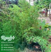 Venta de Bambú | RANDY'S Jardinería y Ornamentos - Img 45882481