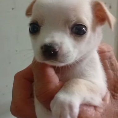 Si buscas una Exelente compañía, Chihuahua, shitzu,labrados ,Husky y mucho más llame al 53818081 - Img 123172272