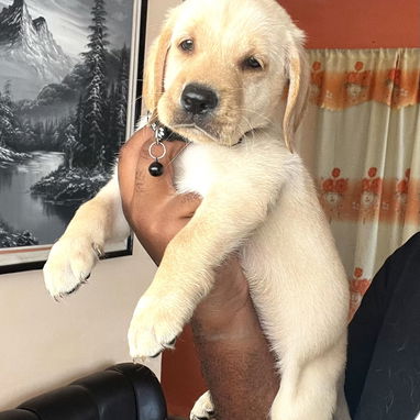 😍 HERMOSO CACHORRO LABRADOR RETRIEVER 😍 - Img 125596972