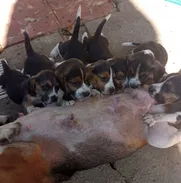 💜 HERMOSOS CACHORROS BEAGLES 💜 - Img 50799105