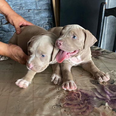 AMÉRICAN BULLY XL,ambos sexos,en 700 USD o equivalente,TENGO MENSAJERÍA,tienen 65 días y están desparacitados. - Img 122576562