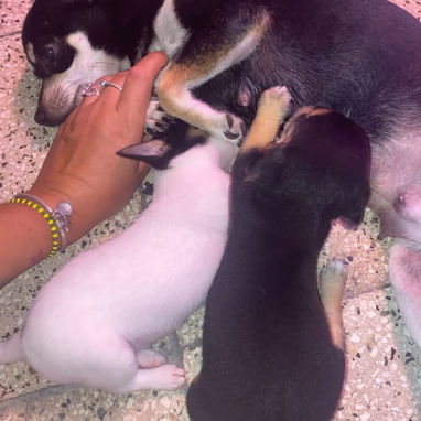 Vendo - 5/5