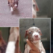PITBULL,hembras,en 150 USD o equivalente(ACEPTO TRANSFERENCIA)TENGO MENSAJERÍA,tienen 48 días y están desparacitados - Img 55794414