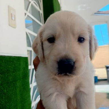 Nuestro lindos perritos.dalmata.golden retrive.pitbull.bulldog frances .husky.labrador.pastor belga malinoe.yorky.otros - Img 124454523