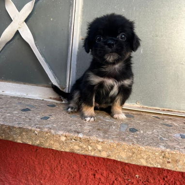 PEQUINÉS,macho,en 60 USD o equivalente,TENGO MENSAJERÍA,tiene 70 días y está desparacitado - Img 125860714