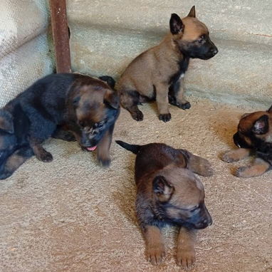 Perros de puras razas - Img 121332330