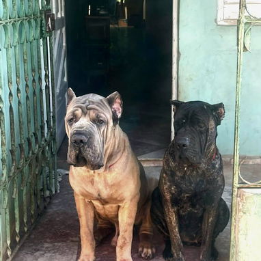 CACHORROS CANE CORSO CON PEDEGREE - 10/10