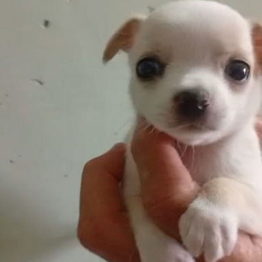 Si buscas una Exelente compañía, Chihuahua, shitzu,labrados ,Husky y mucho más llame al 53818081 - Img 123172275