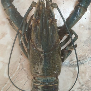 Camarones enteros con pinzas paquetes de  1kg 4000cup - 2/2