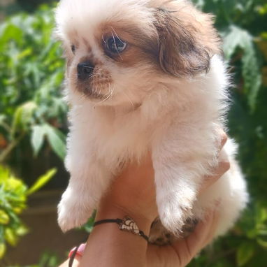 🐶✨ Venta de Cachorros (shih tzu) ✨🐶 - Img 126047478