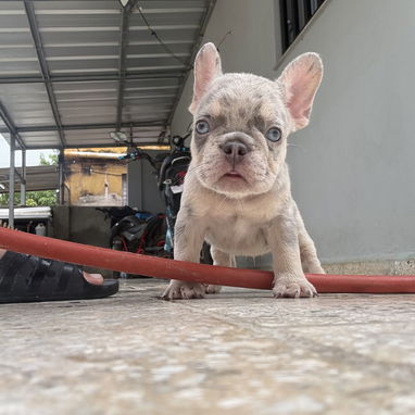 Bulldog francés - Img 125486305