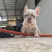 Cachorro bulldog francés - Img 56272802