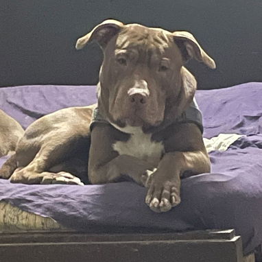 Pitbull - Img 123556407