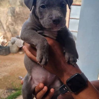💜💜💜* 🐶 PITBULL AZUL  AMBOS SEXOS VARIEDAD DE COLORES WHATSAPP  58746643... 💜💜💜. - Img 125452530