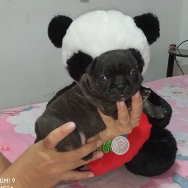 BULLDOG FRANCES,ambos sexos,azules en 1000 USD y negros en 600 USD o equivalente,TENGO MENSAJERÍA,tienen 33 días - 7/10