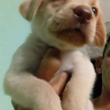 Tenemos , pitbull, Chihuahua, shitzu, labradora , Rottweiler, , Malinois, salchicha,entre otros ,llame al 53818081 - Img 123904421
