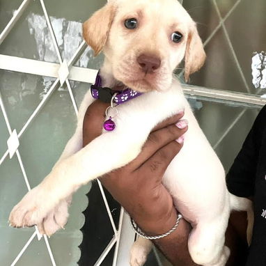 Cachorros de raza en venta - Img 123549833