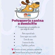 Servicio premium domicilio Corte canino - Img 55451835