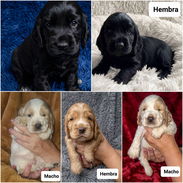 ((( COCKER SPANIEL AMBOS SEXOS EN VENTA BETTY MASCOTAS WHATSAPP 52506841 ))) - Img 55649745