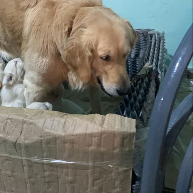 Golden Retriever Machos - Img 124476049