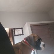 Hermoso ejemplar Boxer de 1 mes y dos semanas, desparasitado y se le da de regalo dos vacunas pentavalent y dos bolsas d - Img 55784312