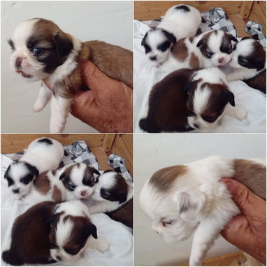 • • • • • • RAZAS CANINAS PARA ELEGIR BETTY MASCOTAS WHAT'SAPP 52506841 • • • • • • - Img 122689221