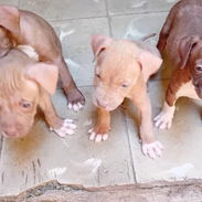 PITBULL,hembras,en 150 USD o equivalente(ACEPTO TRANSFERENCIA)TENGO MENSAJERÍA,tienen 55 días y están desparacitadas - Img 55794414