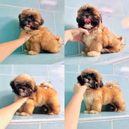 Hermoso Shih tzu machito de 2 meses garantía de legitimidad historia clínica mensajería gratis - Img 56263504