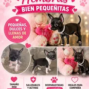 💜💜💜* 🐶 CHIHUAHUAS HEMBRAS MINI PADRES BIEN PEQUEÑOS WHATSAPP 58746643 *💜💜💜. - Img 54509151