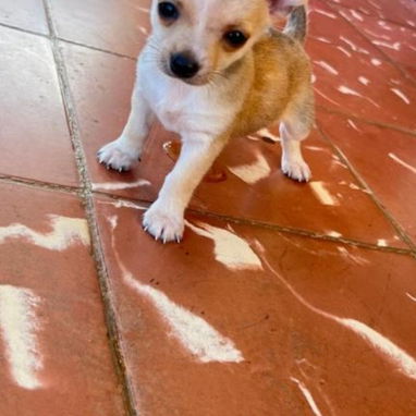 Tenemos , pitbull, Chihuahua, shitzu, labradora , Rottweiler, , Malinois, salchicha,entre otros ,llame al 53818081 - Img 123904425